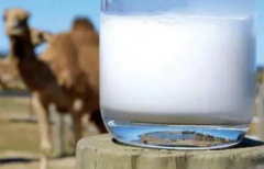 駱駝奶防偽標(biāo)簽制作，駱駝奶辦理防偽標(biāo)簽流程