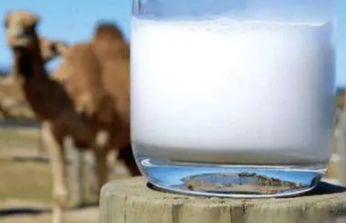 駱駝奶防偽標簽制作，駱駝奶辦理防偽標簽流程